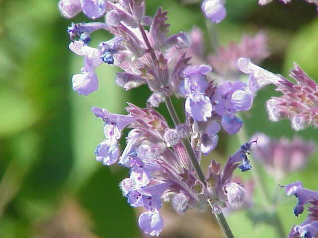 Kantnepeta ’Purrsian Blue’
