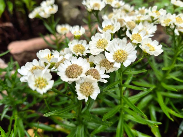 Nysört ’Nana Compacta’