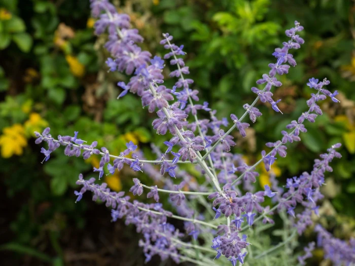 Afghanperovskia ’Lacey Blue’