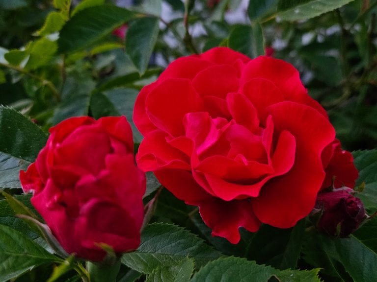 Ros ’Amadeus’