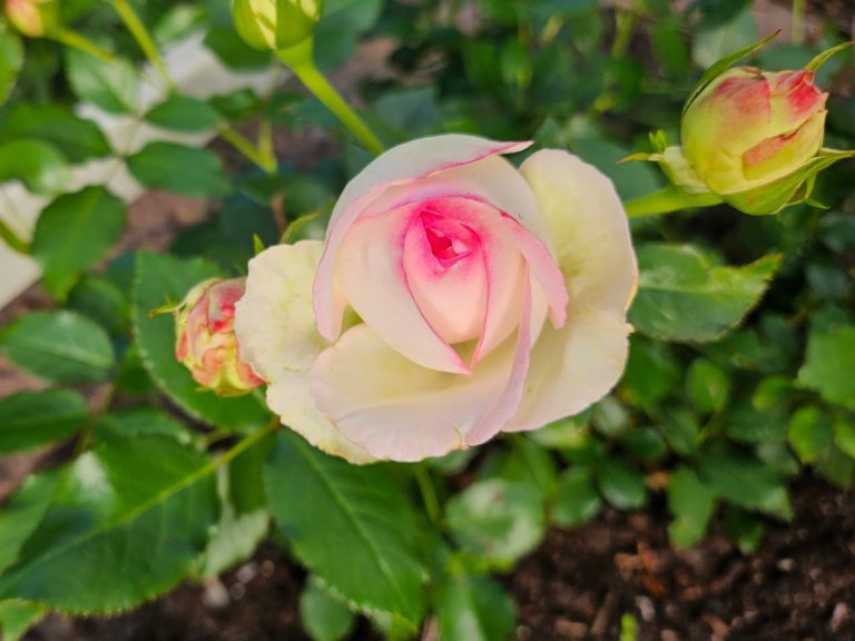 Ros ’Eden Rose’
