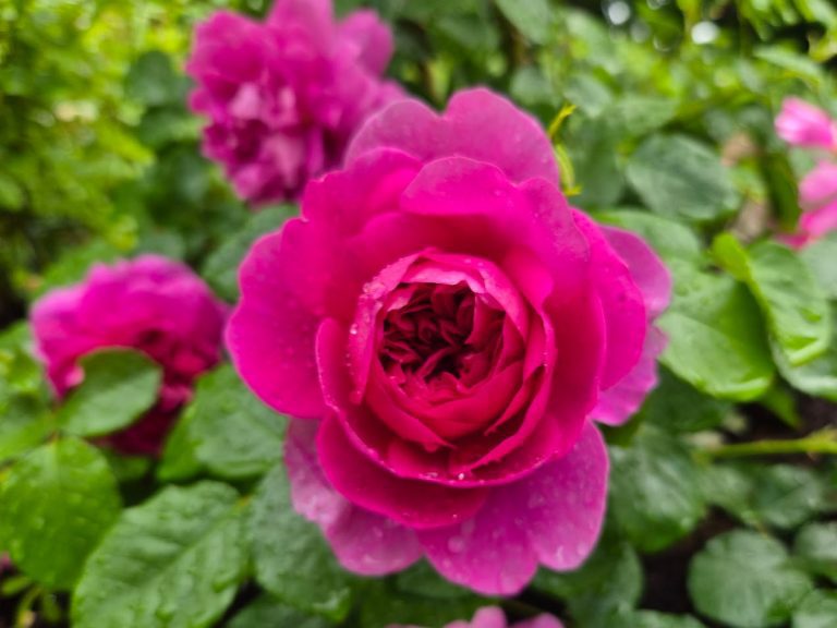 Ros ’Princess Anne’