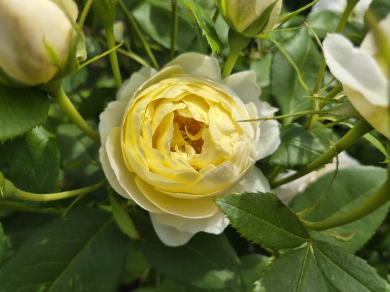 Ros ’Vanessa Bell’