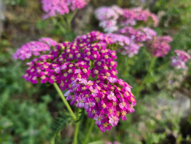 Rölleka ’Apfelblüte’