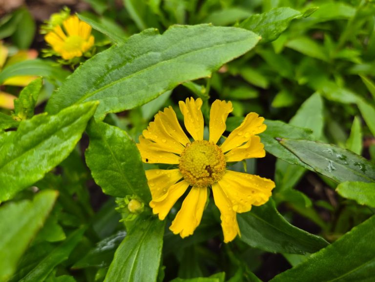 Solbrud ’Lemon Sundae’