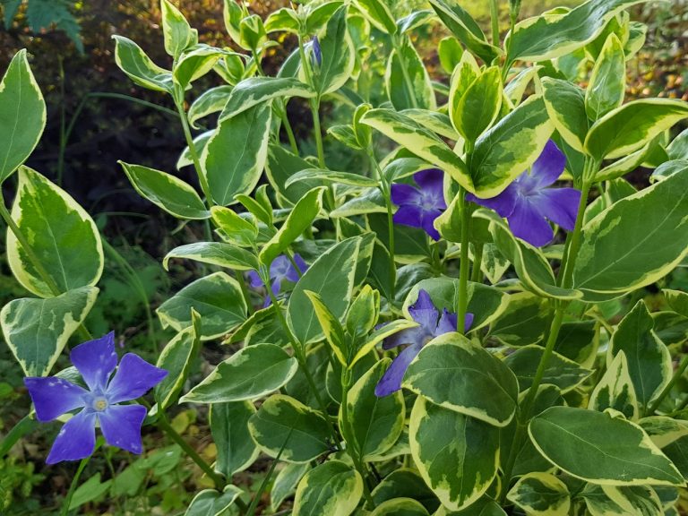 Stor vintergröna ’Variegata’