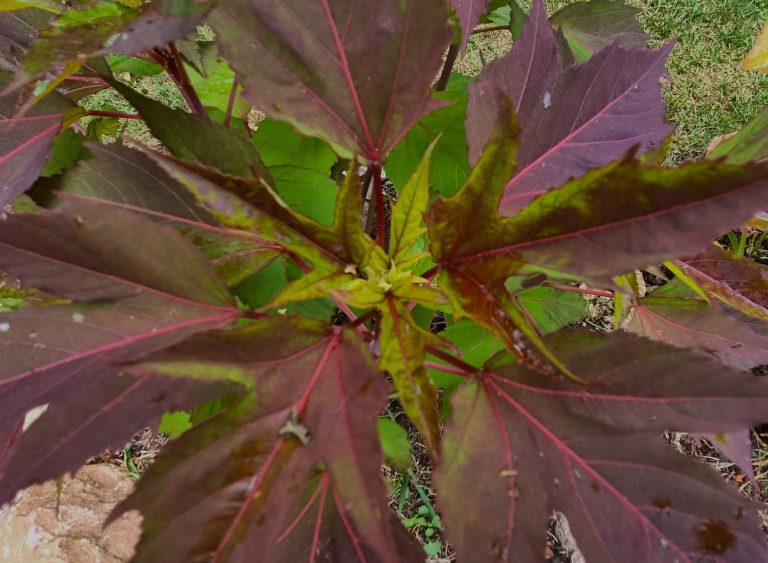 Sumphibiskus ’Carousel Pink Passion’