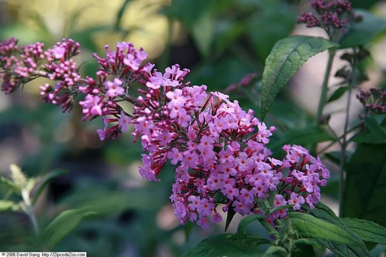 Syrenbuddleja ’Pink Delight’