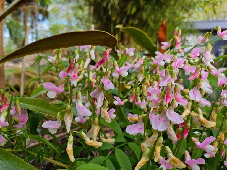 Vårärt ’Rosenelfe’