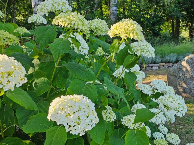 Vidjehortensia ’Annabelle’