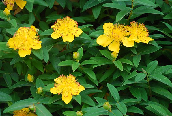 Vinterhyperikum ’Hidcote’
