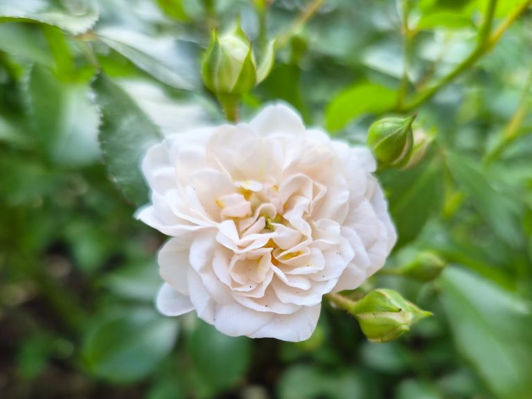 Ros ’White Fairy’