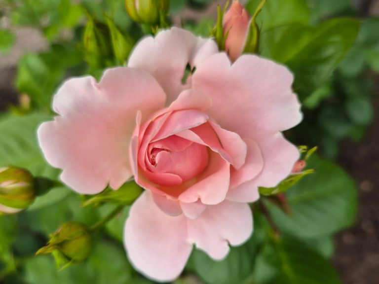 Ros ’Astrid Lindgren’