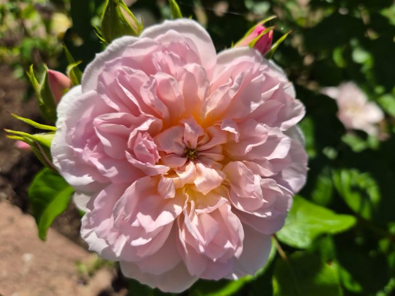 Ros ’Elizabeth’