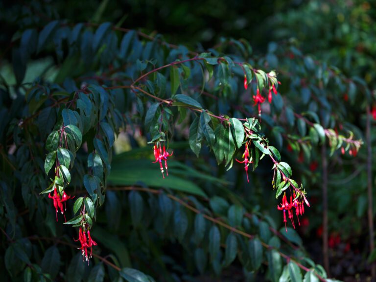 Frilandsfuchsia