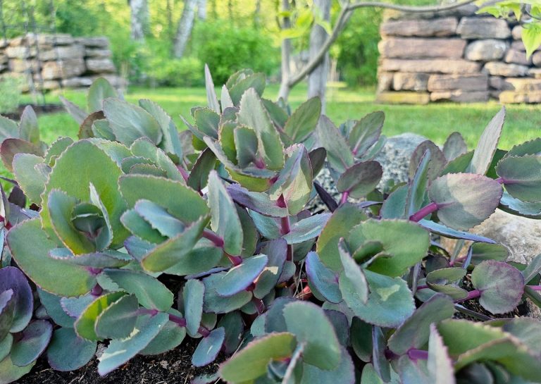 Kärleksört ’Chocolate Cherry’