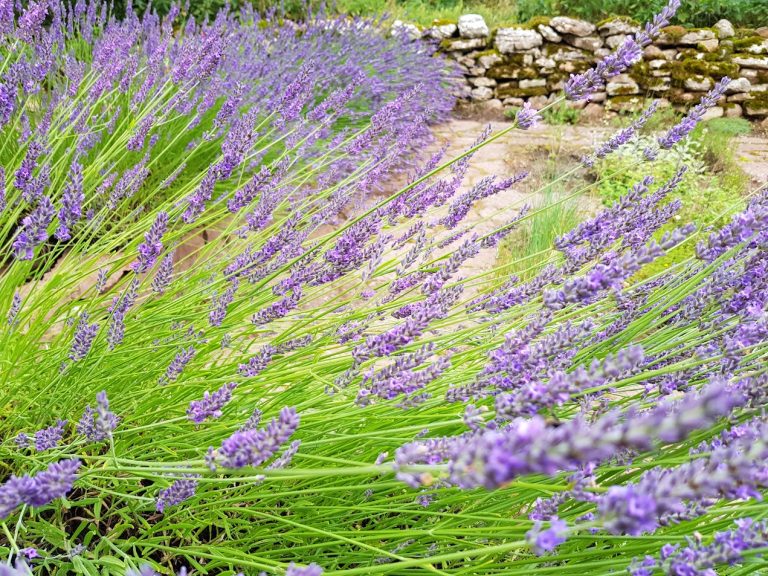 Lavendel