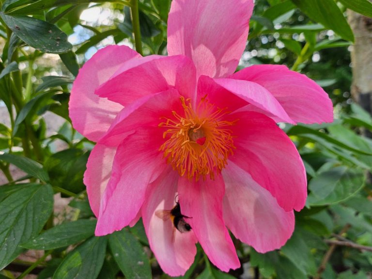 Luktpion ’Flame’