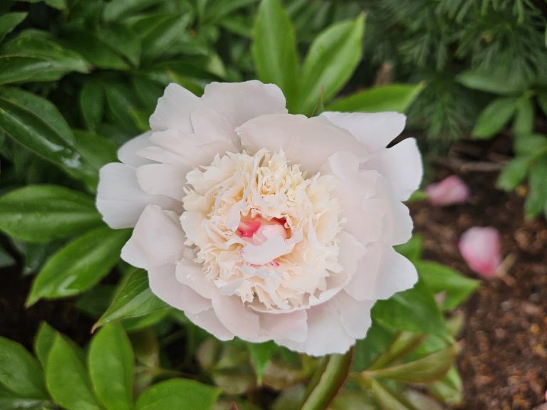 Luktpion ’Immaculée’