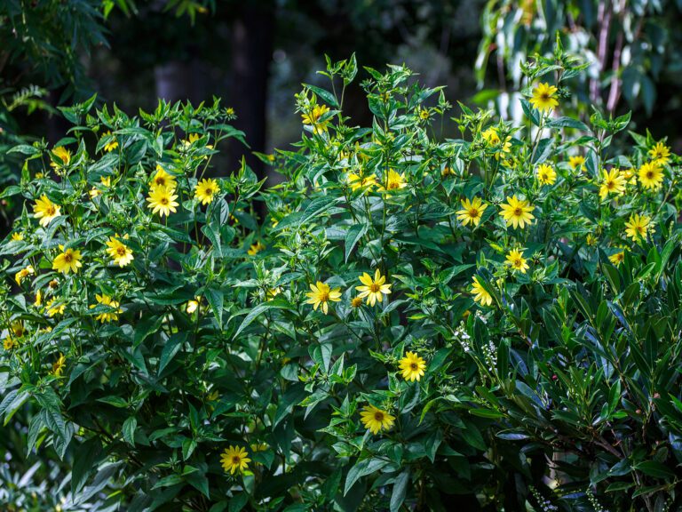 Septembersolros ’Lemon Queen’