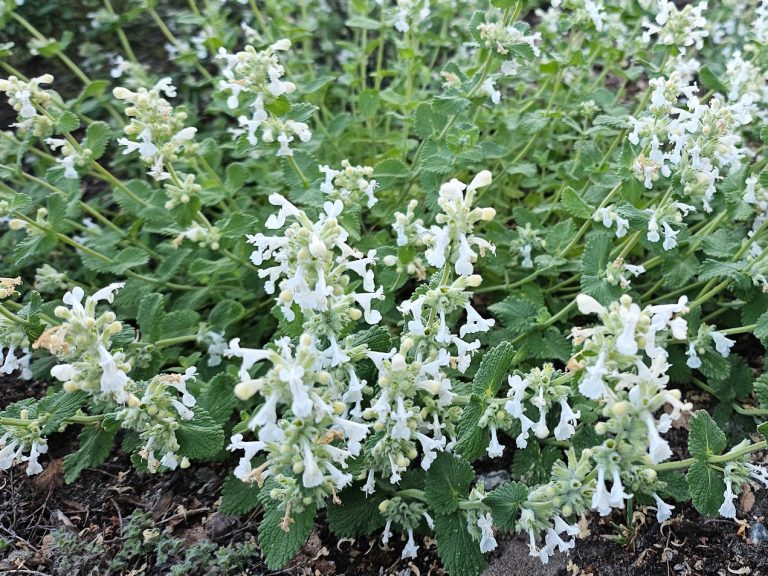 Bergsnepeta ’Snowflake’