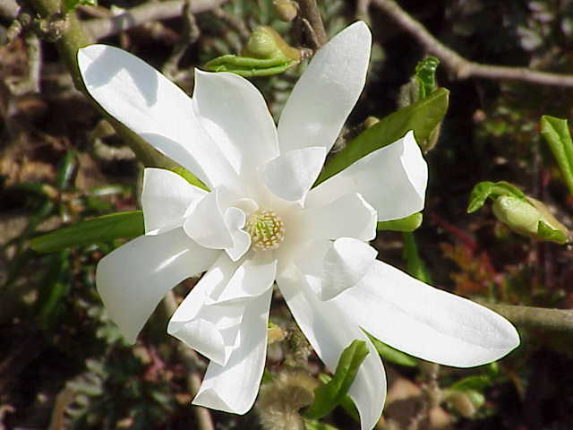 Stjärnmagnolia