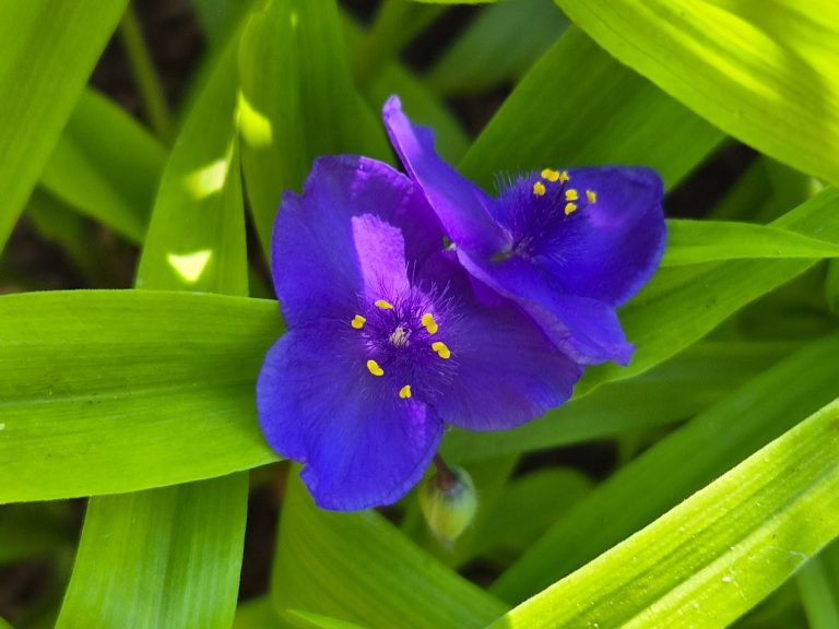 Tremastarblomma ’Sweet Kate’