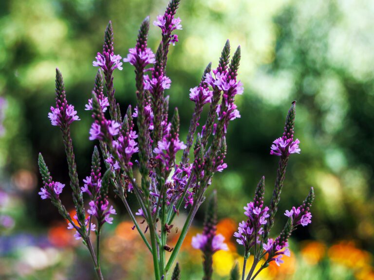 Blåverbena ’Blue Spires’
