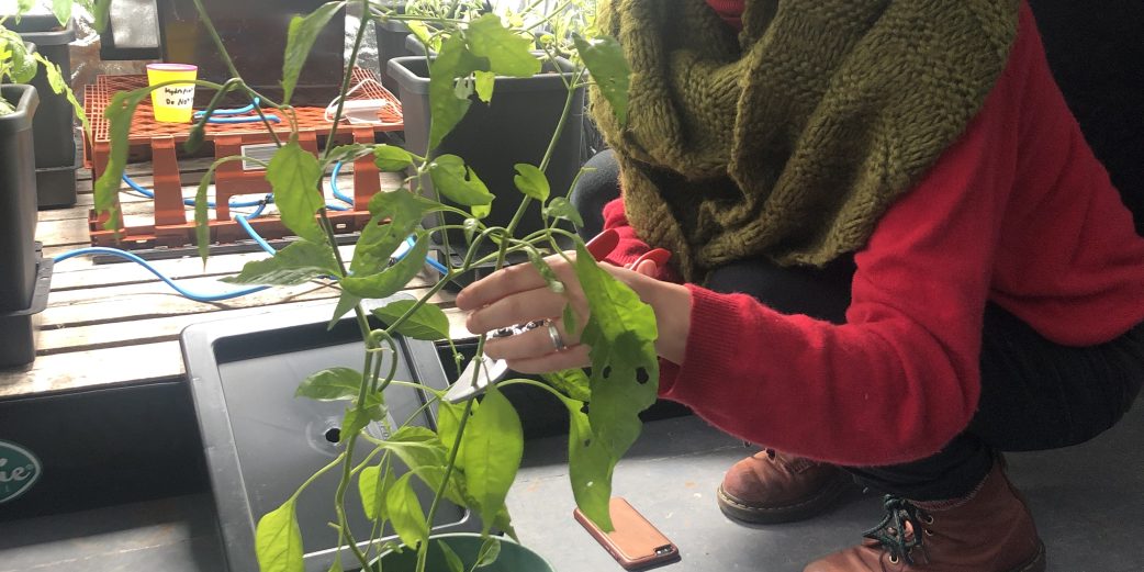 preparing plants for the hydroponics lab