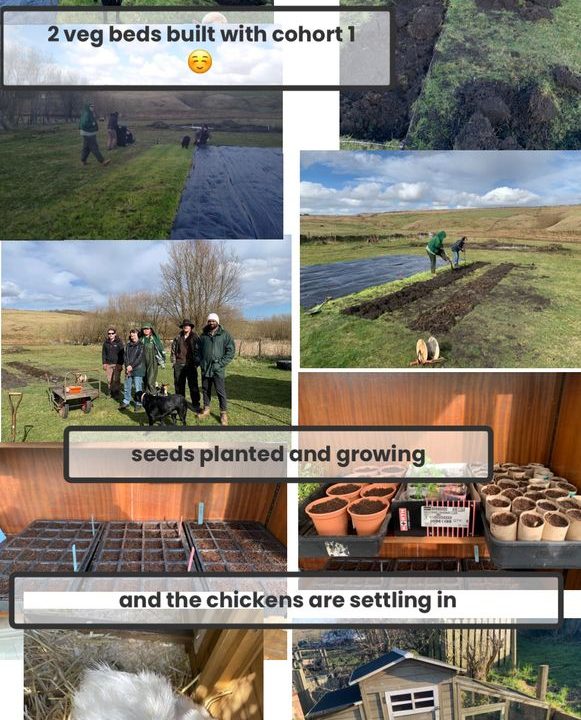 A composite image that comprises of people creating raised beds and planting seeds, plant pot nursery seedlings, fluffy chicks and a chicken coop that is shaped like a human's house.