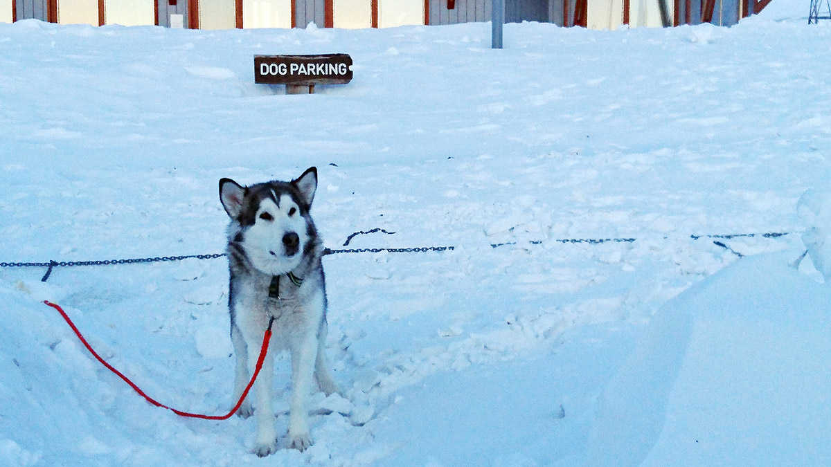 Hundparkering på Svalbard.