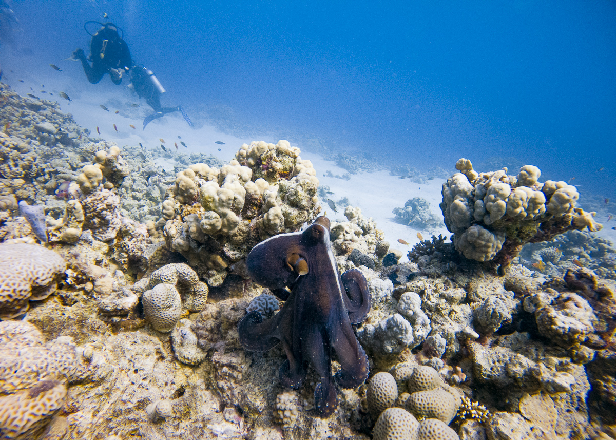 Octopuss, red sea