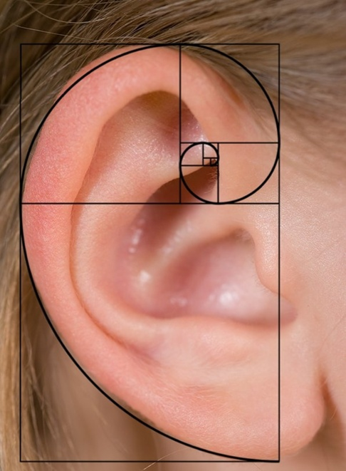 fibonacci-orelha