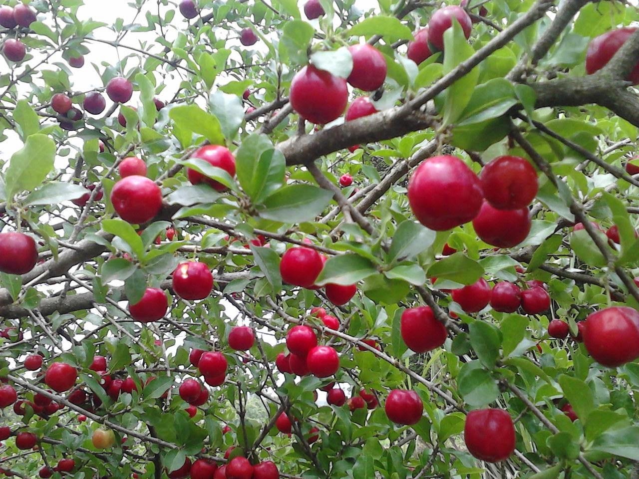 pe de acerola