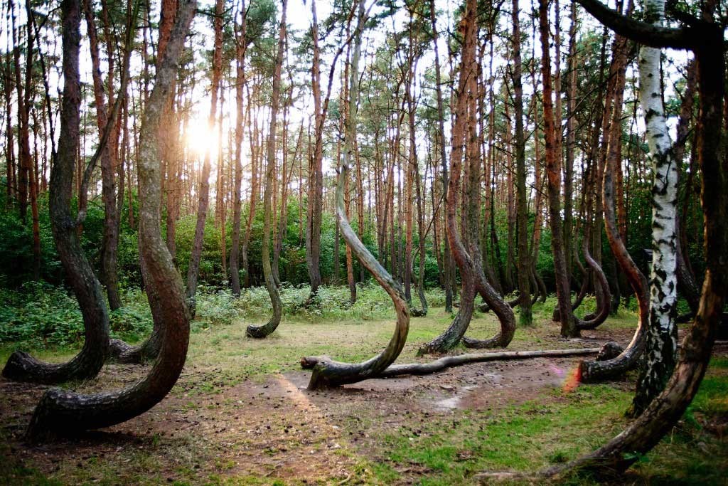 Hoia-Baciu-The-Mysterious-Forest-Interesting-Trees-Ghosts-Legends-1024x683