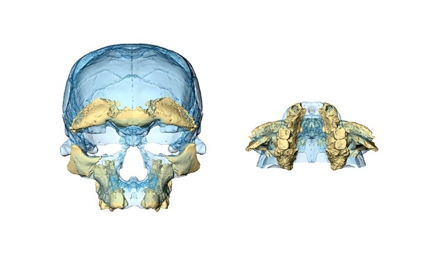 fosseis-homo-sapiens1