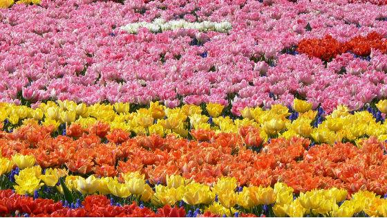 keukenhof-holland-park-tulpanov