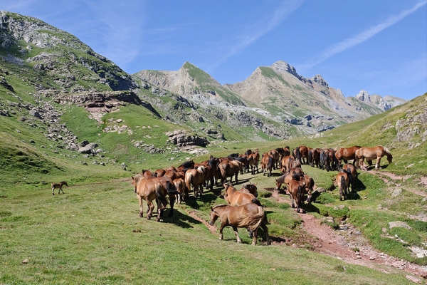 800px-Chevaux_estive_Pyrenees