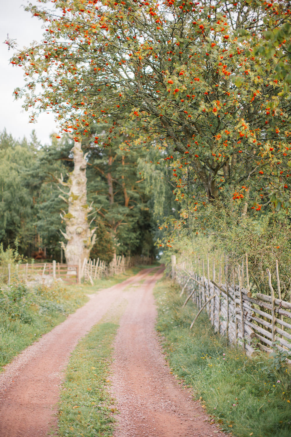 Liten grusväg vid Lövö, Småland i augusti.