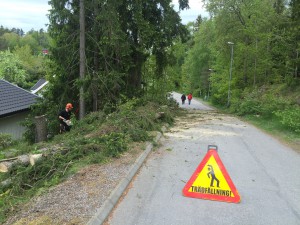 Pershagen-föreningsvägen10-trädfällare-trädfällning