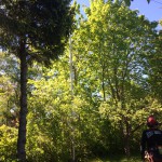 Tallkrogsvägen77-tallkrogen-trädfällare-trädfällning-arborist-fälla-träd