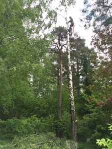 Trädfällning-birka-södertälje-trädfällare-arborist-fälla-träd