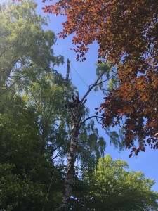 Trädfällning-rönninge-dånviksvägen-trädfällare-fällaträd-arborist