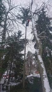 Trädfällning Huddinge hörningsnäs villastad