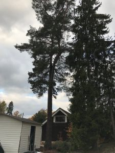 Trädfällning gamla stockholmsvägen glömsta arborist fälla träd rutavdrag