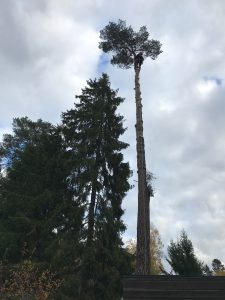 Trädfällning gamla stockholmsvägen glömsta arborist fälla träd rutavdrag