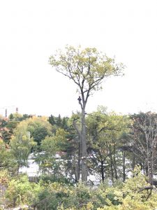 Trädfällning inför markarbete på skogsduvevägen, huddingevägen1