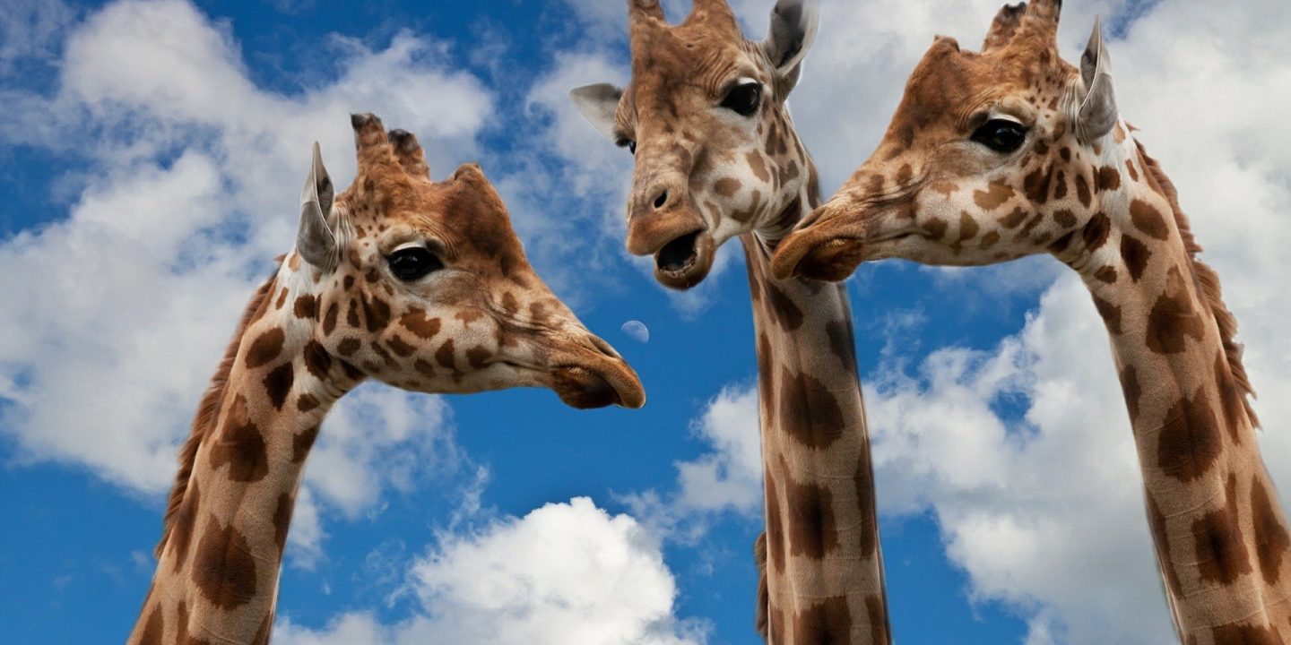 Feedback of the giraffes