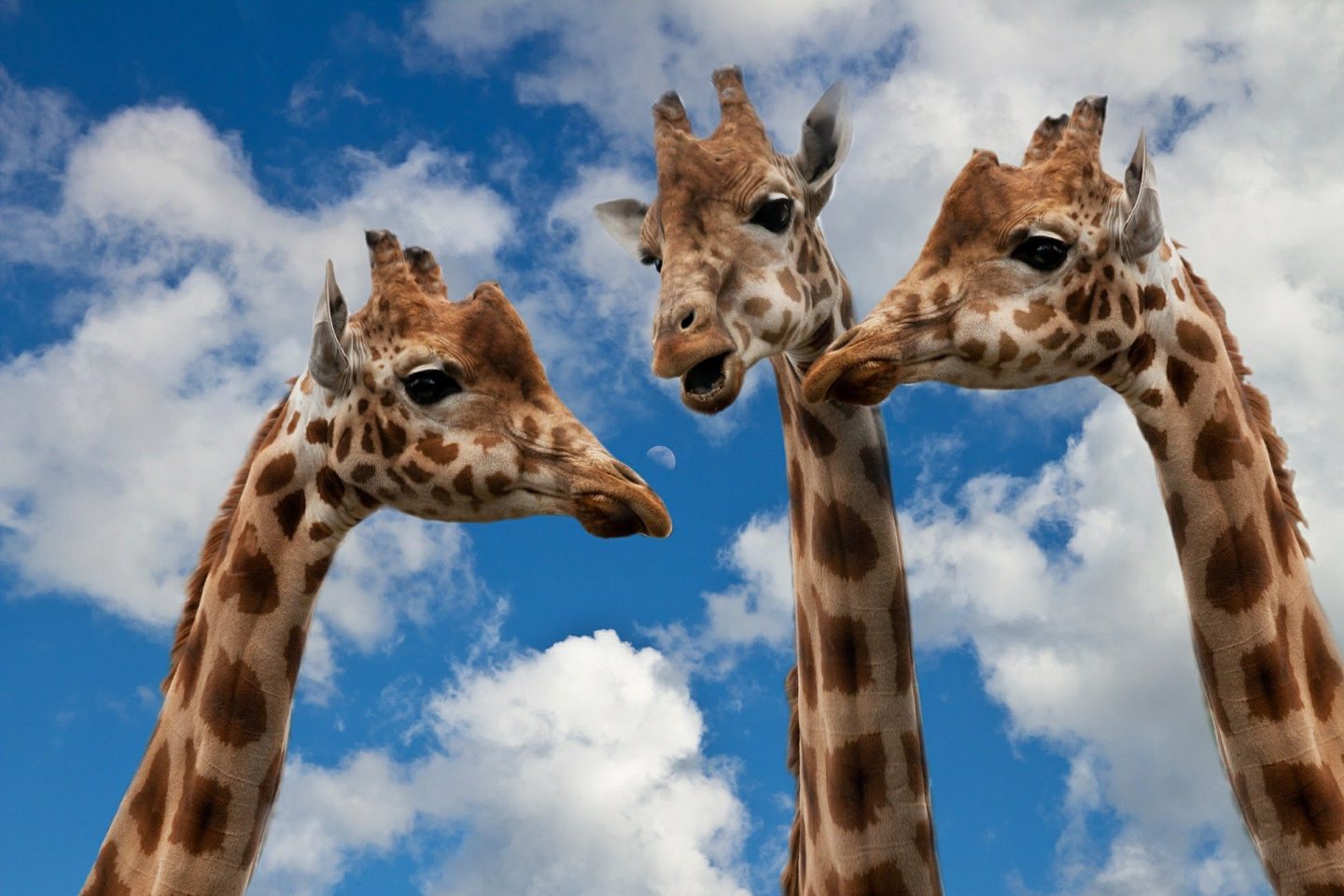 Feedback of the giraffes