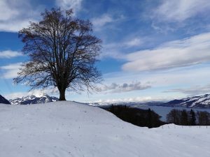 IMG_20201229_121321
